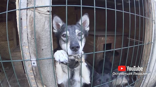 Посетил приют бездомных животных (АНОНС)