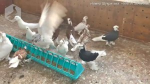 Андижанские голуби - в гостях у Шухратака