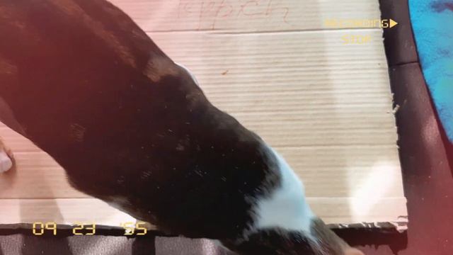 DD#2: Переменчивое настроение ориентального кота😊| Oriental Cat Is A Little Bit Moody