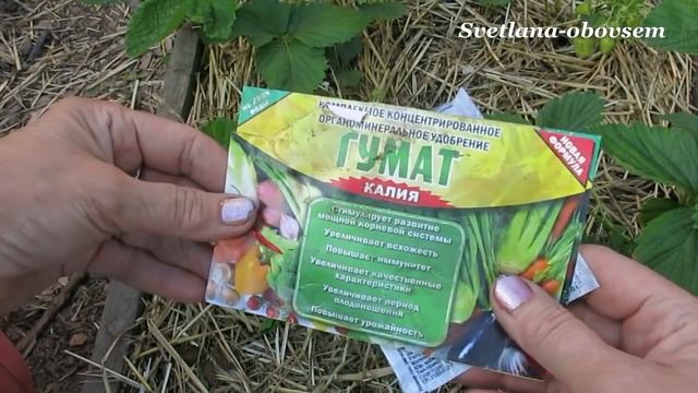 ДРОЖЖИ - СУПЕР ПОДКОРМКА для КЛУБНИКИ во время цветения .... ДОБАВЛЯЕМ ГУМАТ...STRAWBERRY ... смотреть онлайн