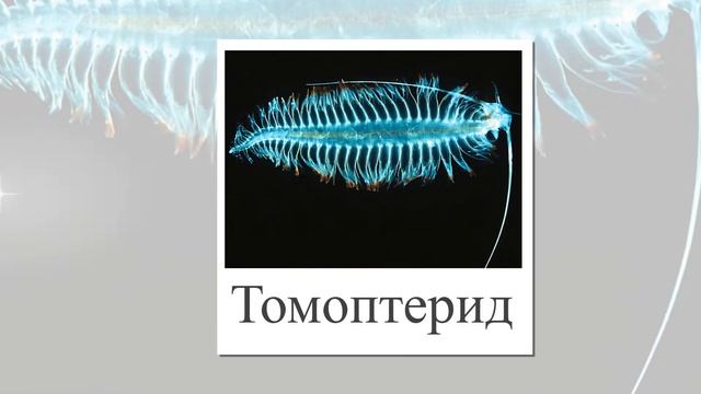 Виды планктона. Презентация для детей и взрослых. Карточки Домана. смотреть онлайн