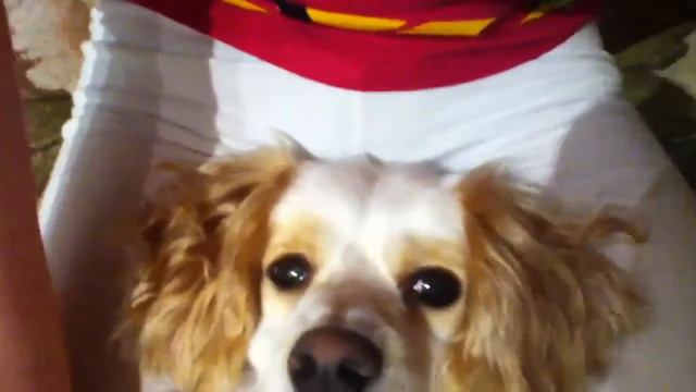 Собака-кайфовака смотреть онлайн