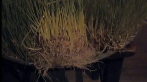 Гидропоника, проращивание пшеницы. _ Hydroponics, germination of wheat.