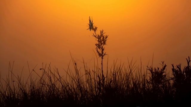 Достойный брат къонах - слова на чеченском смотреть онлайн