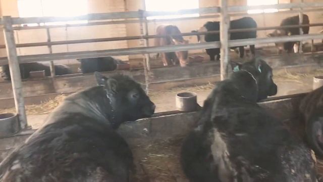 Бычки Ангус на откорм