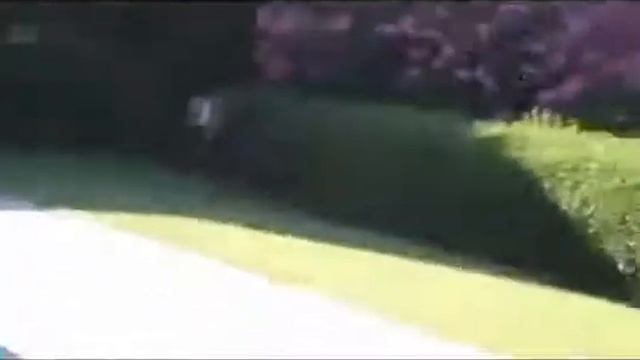 ЛУЧШИЕ приколы с животными! смотреть онлайн