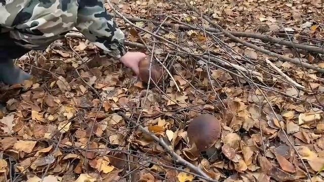 Грибалка