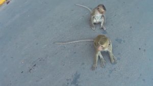 Все про обезьян в одном видео