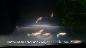 Породистые гуппи получены в мае 2018 г