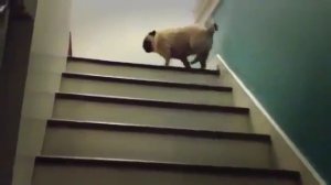 Мопс поднимается по лестнице (Not Vine)