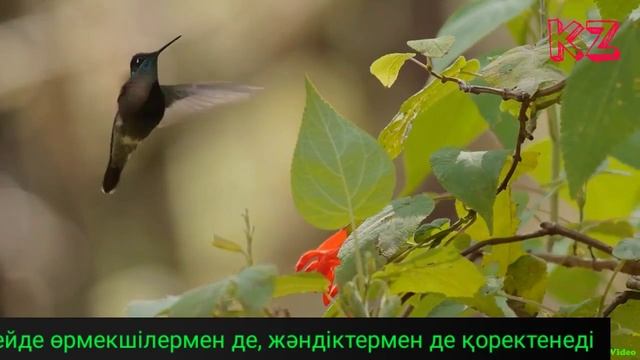 Ең кішкентай құс-Колибри/24-бөлім смотреть онлайн
