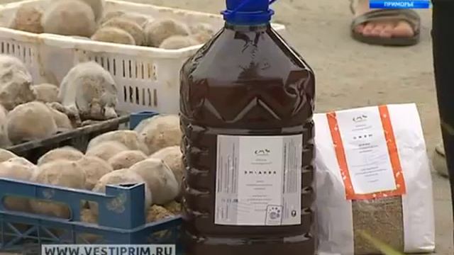 2016 В Приморье провели необычную экологическую акцию по спасению Амурского залива смотреть онлайн