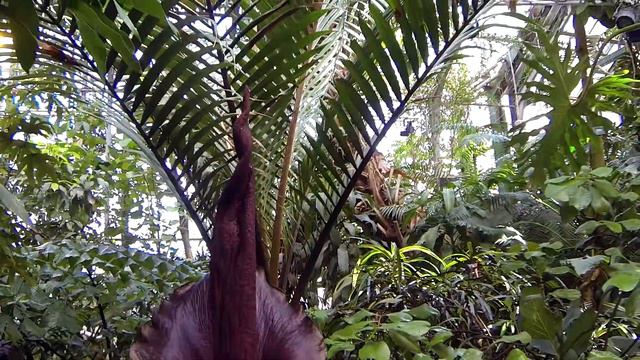 Первые цветы. Аптекарский огород, Москва. смотреть онлайн