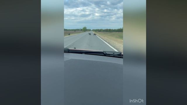 На Должанку с караваном (прицепом) май 2023