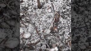 Зимнее черенкование ежевики. Часть 1. Обрезка и подготовка черенков.