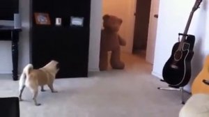 Мопс обкакался от страха