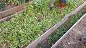 Посадка озимого чеснока однозубками
