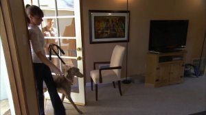 Unpredictable and Aggressive Weimaraner Lunges at Camera Crew and Guests | It's Me or the Dog