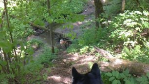 Прогулка в лесу... Ганька, Денька и  Неська...