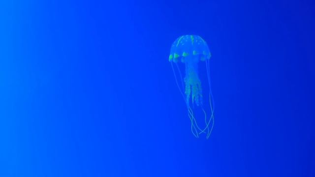 Soothing Jellyfish Aquarium ~ Relaxing Music for Sleep, Study, Meditation & Yoga смотреть онлайн