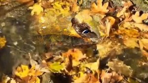 Вальс  дождя...