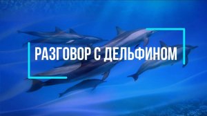 РАЗГОВОР С ДЕЛЬФИНОМ