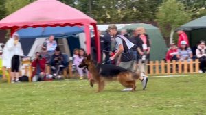 ПП 267 Stern Der Liebe GLAMOUR / Моно немецких овчарок ПК БРОННИЦЫ 10.08.2024