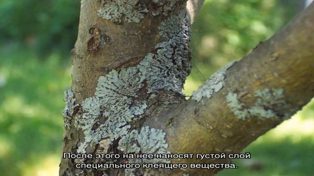 Ловчие пояса для плодовых деревьев сделать своими руками совсем несложно смотреть онлайн