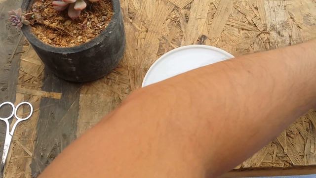 || ISSUES WITH KEEPING SUCCULENT BLOOM STALK || смотреть онлайн