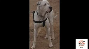 Facts you don't know about Indian Mastiff (bully kutta)^^new 2020 video^^🤫🤫