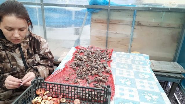 Готовим ГЛАДИОЛУСЫ к высадке. смотреть онлайн