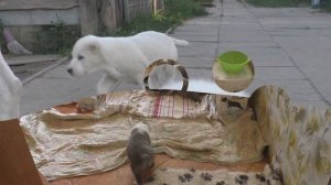 Щенкам 19 дней. УЧИМСЯ КУШАТЬ!!! Питомник "Шилеле".