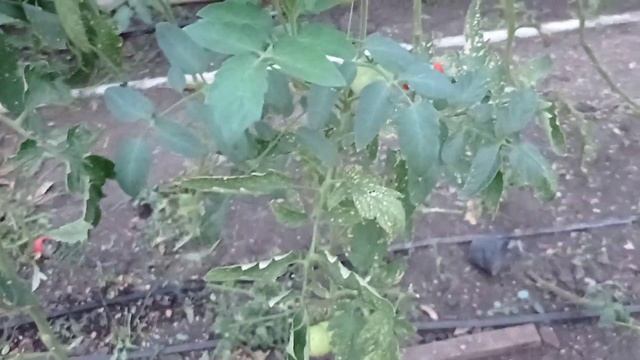 Томат Платус, Максин и Колибри смотреть онлайн