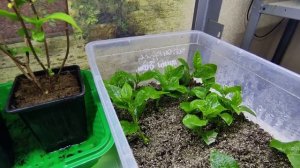 ЧЕРЕНКОВАНИЕ  МЕТЕЛЬЧАТОЙ ГОРТЕНЗИИ  ПОСЛЕ ОБРЕЗКИ МОЛОДОГО ПРОШЛОГОДНЕГО САЖЕНЦА 🌿🌿🌿