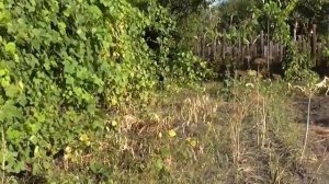 Как собрать фасоль. Уборка фасоли вручную
