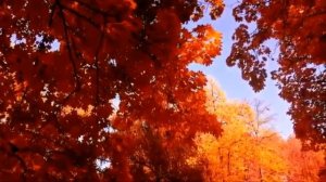 Листья жёлтые медленно падают ...  Евгений Лощилов