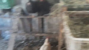 Как живут в сильные морозы индоутки,утки и другие домашние птицы.