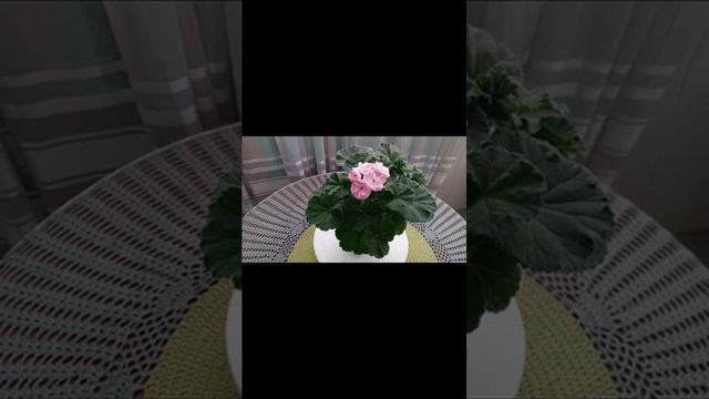 #18/1 18.02.24. Идентификация сорта. Прошу помощи 🙏 смотреть онлайн