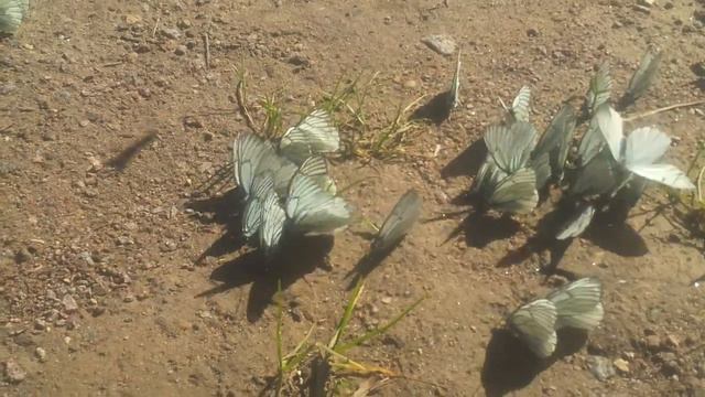 Нерест бабочек в Зеленоградском лесу смотреть онлайн