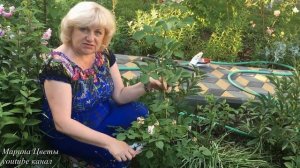 Полиантовая роза Обрезка Уход