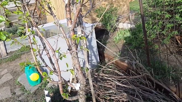 Уже собираем урожай. Такой простой Ужин, но Ооочень вкусный. смотреть онлайн