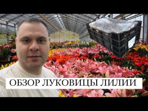 Луковица лилии оптом. Сорта луковицы лилии.