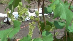 Искусственное опыление винограда - Часть 1