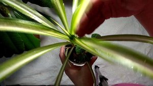 Куда стреляет молочай Euphorbia