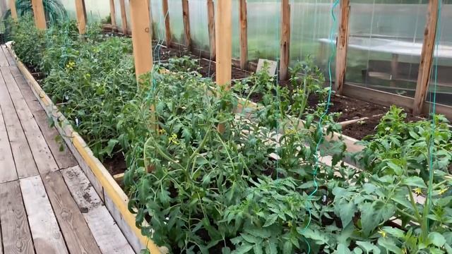 Овощная теплица. Эти работы обязательно надо сделать в июне смотреть онлайн