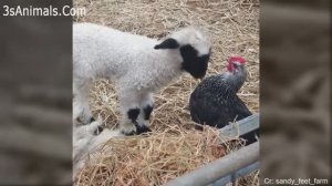 Деревенские приколы.Смешные коровы, куры,овцы,ламы.