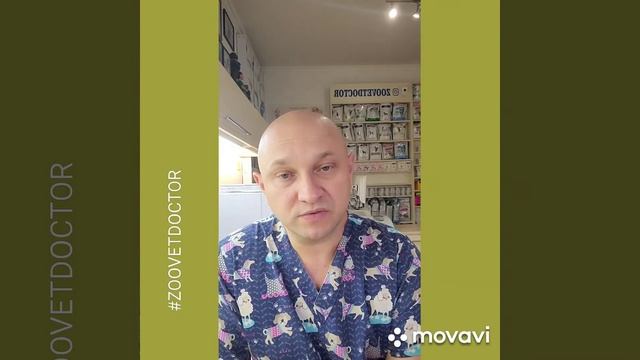 Рвота у собак кошек причины что делать виды рвоты тошнота как лечить рвота слизью едой пеной помощь смотреть онлайн