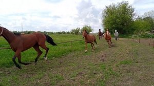 Табун коней, загін коней в Польщі