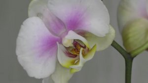 СОРТОВАЯ ОРХИДЕЯ - УЦЕНКА "Sizzini". Пересадка Орхидеи СРАЗУ ПОСЛЕ ПОКУПКИ...