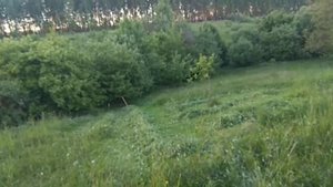 Кормление кроликов//Зеленый корм//Заготовки на зиму